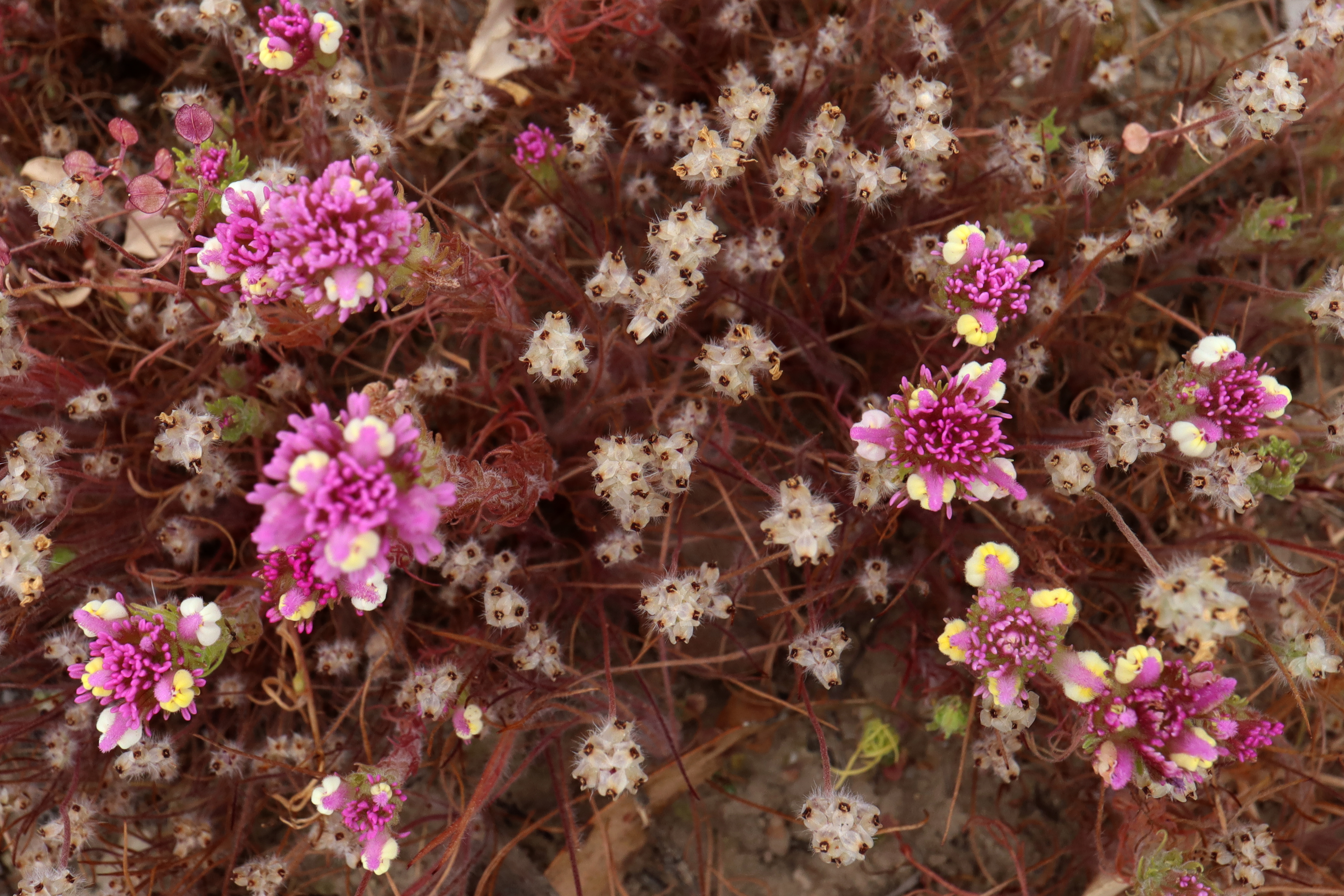 image from GCC Native Plant Nursery Project